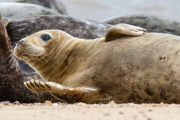 Fototapeta premium Seal