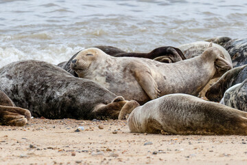 Fototapeta premium Seal