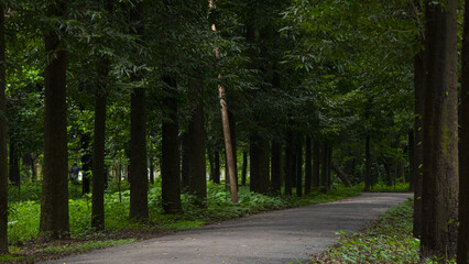 road in the forest