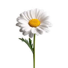A single white daisy with a bright yellow center  isolated on transparent background