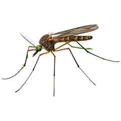 A detailed close-up of a mosquito showcasing its delicate wings, long legs, and distinctive features.