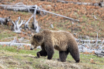 Grizzly Bear in Springtime in Yellowstone National Park Wyoming