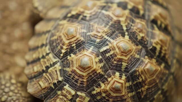 Close-up turtle shell texture