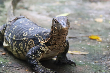 Fototapeta premium Close-up of a lizard on a rocky surface