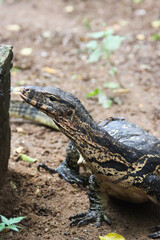 Monitor Lizard on Earthy Ground