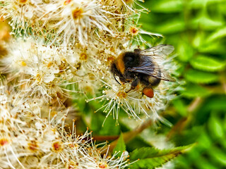 Bee collecting pollen from blooming flowers in a lush green garden during a sunny afternoon
