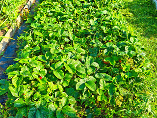Bright green strawberry plants thriving in a sunny garden patch during summer, with ripe...
