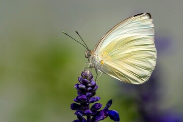 White butterfly on a flower