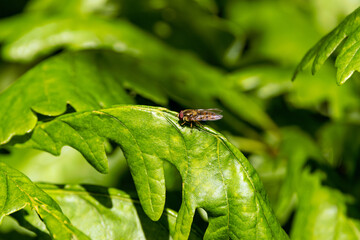 Marmalade Hoverfly (Episyrphus balteatus) common in gardens and meadows across Europe