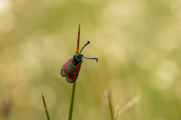 Six-spot Burnet Moth (Zygaena filipendulae) common in meadows and coastal areas across Europe