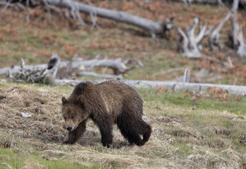 Grizzly Bear Cub in Springtime in Yellowstone National park Wyoming © natureguy