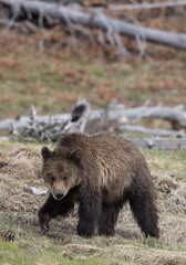 Fototapeta premium Grizzly Bear Cub in Springtime in Yellowstone National park Wyoming
