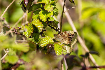 Speckled Wood Butterfly (Pararge aegeria) found in woodlands and hedgerows across Europe