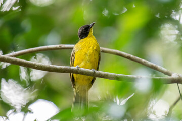 Black-capped Bulbul perches gracefully on a slender branch, its vivid yellow body contrasting strikingly with its glossy black head. Surrounded by lush green foliage, the bird’s alert gaze and sleek.