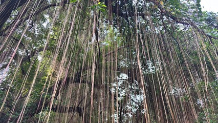 Fototapeta premium Intricate network of long aerial roots descending from a vibrant green tropical tree canopy.
