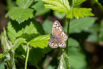 Speckled Wood Butterfly (Pararge aegeria) found in woodlands and hedgerows across Europe