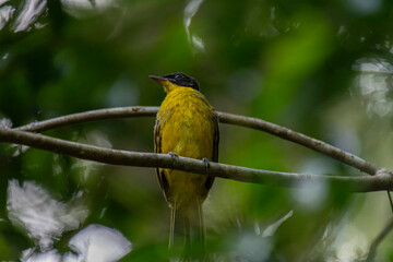 Black-capped Bulbul perches gracefully on a slender branch, its vivid yellow body contrasting strikingly with its glossy black head. Surrounded by lush green foliage, the bird’s alert gaze and sleek.