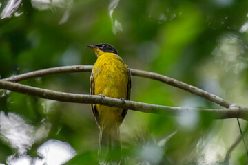Black-capped Bulbul perches gracefully on a slender branch, its vivid yellow body contrasting strikingly with its glossy black head. Surrounded by lush green foliage, the bird’s alert gaze and sleek.