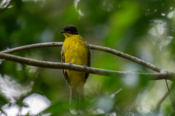 Black-capped Bulbul perches gracefully on a slender branch, its vivid yellow body contrasting strikingly with its glossy black head. Surrounded by lush green foliage, the bird’s alert gaze and sleek.