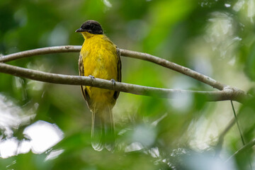 Black-capped Bulbul perches gracefully on a slender branch, its vivid yellow body contrasting strikingly with its glossy black head. Surrounded by lush green foliage, the bird’s alert gaze and sleek.