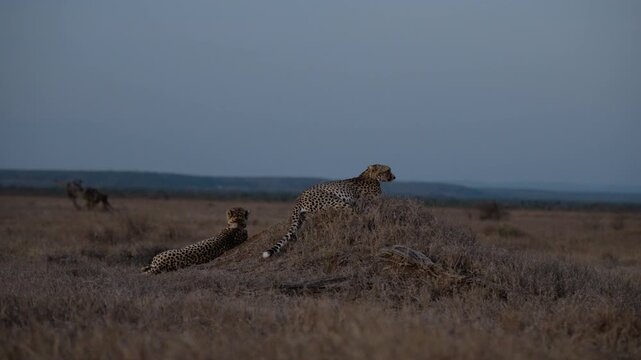 Wide gimbal parallax of pair of Cheetahs (Acinonyx jubatus) resting on termite mound in grass savannah in cloudy evening in Kenya