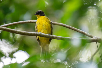 Black-capped Bulbul perches gracefully on a slender branch, its vivid yellow body contrasting strikingly with its glossy black head. Surrounded by lush green foliage, the bird’s alert gaze and sleek.
