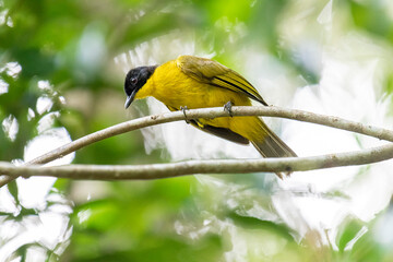Black-capped Bulbul perches gracefully on a slender branch, its vivid yellow body contrasting strikingly with its glossy black head. Surrounded by lush green foliage, the bird’s alert gaze and sleek.