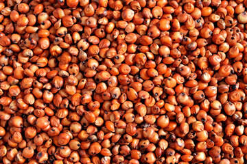 Sementes de sorgo