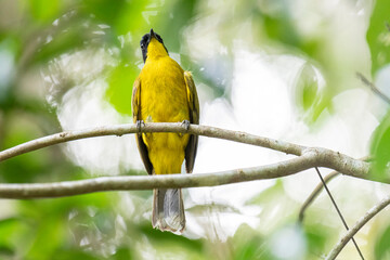 Black-capped Bulbul perches gracefully on a slender branch, its vivid yellow body contrasting strikingly with its glossy black head. Surrounded by lush green foliage, the bird’s alert gaze and sleek.