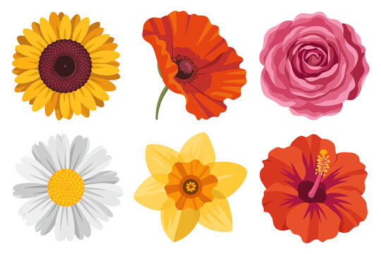 Bright floral collection, sunflower poppy rose, chamomile daffodil hibiscus, bloom icons, botanical vector pack