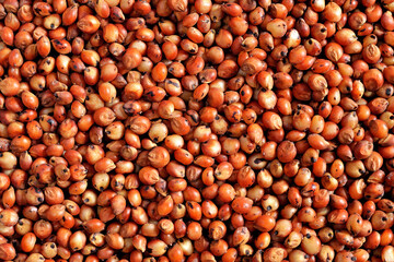 Grãos de sorgo