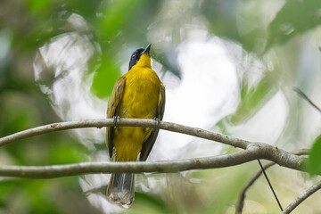 Black-capped Bulbul perches gracefully on a slender branch, its vivid yellow body contrasting strikingly with its glossy black head. Surrounded by lush green foliage, the bird’s alert gaze and sleek.