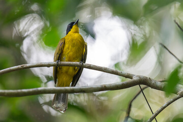 Black-capped Bulbul perches gracefully on a slender branch, its vivid yellow body contrasting strikingly with its glossy black head. Surrounded by lush green foliage, the bird’s alert gaze and sleek.