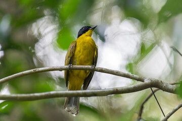 Black-capped Bulbul perches gracefully on a slender branch, its vivid yellow body contrasting strikingly with its glossy black head. Surrounded by lush green foliage, the bird’s alert gaze and sleek.