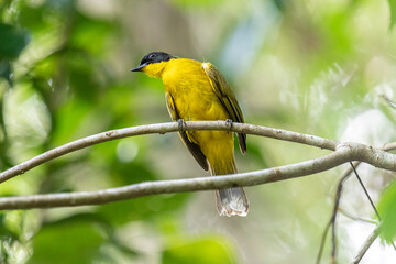 Black-capped Bulbul perches gracefully on a slender branch, its vivid yellow body contrasting strikingly with its glossy black head. Surrounded by lush green foliage, the bird’s alert gaze and sleek.