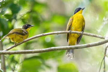 Black-capped Bulbul perches gracefully on a slender branch, its vivid yellow body contrasting strikingly with its glossy black head. Surrounded by lush green foliage, the bird’s alert gaze and sleek.