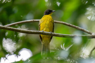 Fototapeta premium Black-capped Bulbul perches gracefully on a slender branch, its vivid yellow body contrasting strikingly with its glossy black head. Surrounded by lush green foliage, the bird’s alert gaze and sleek.