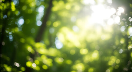 Obraz premium Photo of sunlight filtering through the leaves of a green tree