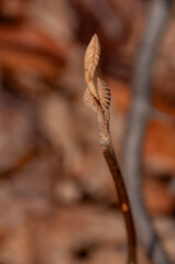 A detailed macro shot of a single brown-and-green Hobblebush plant shoot beginning to unfurl its...