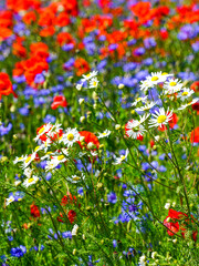 Blooming Wildflowers in Summer Meadow with Daisies, Cornflowers, and Poppies in Vibrant Colors