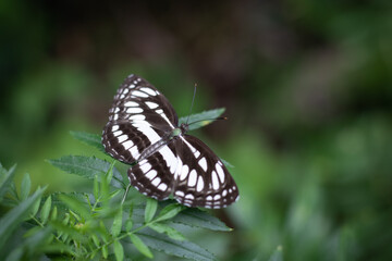 Monochrome Elegance: Black-and-White Butterfly on Lush Green Foliage