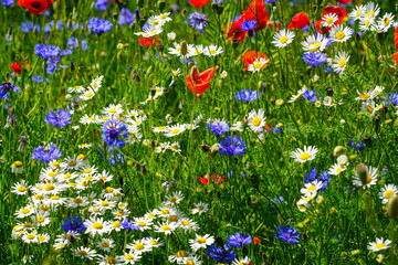Colorful wildflower meadow with blooming daisies, cornflowers, and poppies on a sunny summer day