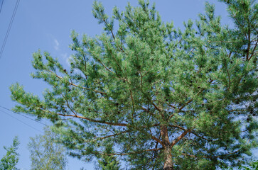 Pine branches on blue sky background, natural background