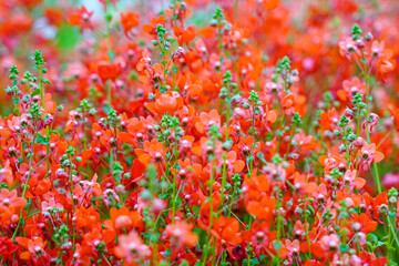 Vivid Field of Red and Pink Diascia flowers in Full Bloom During Spring