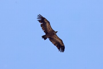 Eurasian griffon vulture, Gyps fulvus, with blue sky