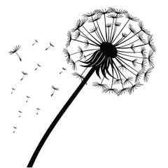 dandelion on white background