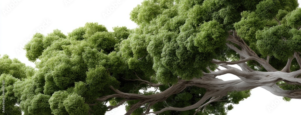Poster large green tree branches spread widely in a lush forest environment during daylight hours showcasin