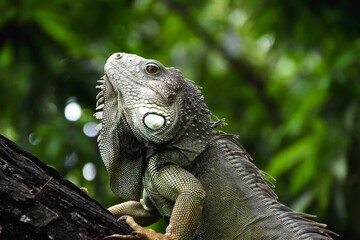 iguana on a tree
