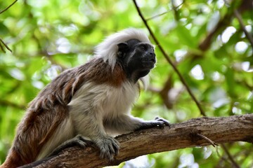 Cotton-top tamarin