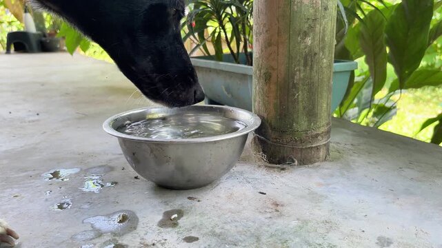dog drinking water from bowl outside close up thirsty in hot summer